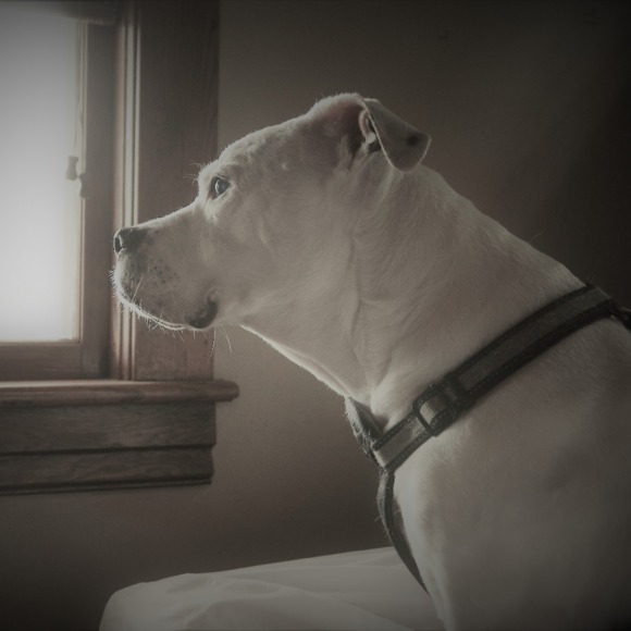 freedog99